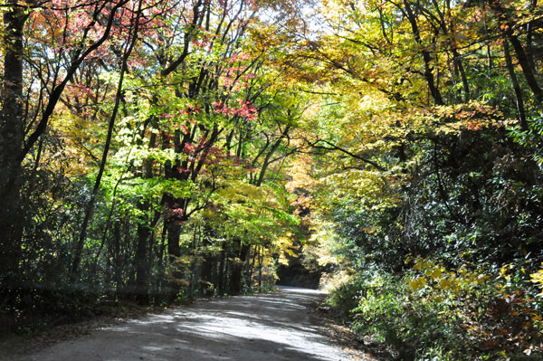 fall colors on a narrow, curvy, dirt road